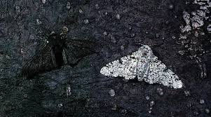 peppered moth from Google Images